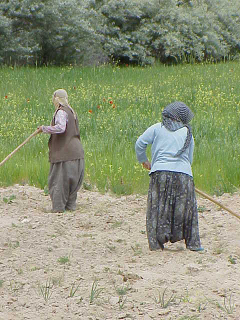   Women working in fields Kizilcukur   Cappadocia